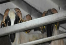 Photo of وصول شحنة جديدة من الأغنام إلى سكيكدة