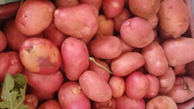 Photo of توفر منتوج البطاطا المحلي بالأبيض سيدي الشيخ: انتعاش للأسواق ودعم للفلاحين