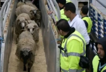Photo of استيراد مليون رأس غنم لتأمين أضاحي العيد عبر منصة رقمية للرصد والمتابعة