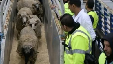 Photo of تسقيف سعر الأضاحي يعزز القدرة الشرائية للمواطنين