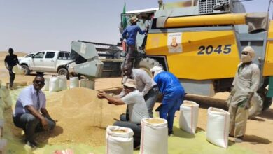 Photo of  7500 قنطار إنتاج فلاحي بإشارة انطلاق حملة الحصاد بإن قزام