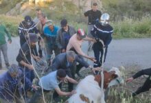 Photo of بقرة تسقط في فوهة خرسانية ببرج الغدير وإنقاذها دون خسائر