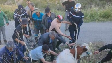 Photo of بقرة تسقط في فوهة خرسانية ببرج الغدير وإنقاذها دون خسائر