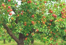 Photo of الأغواط تعيد بعث شعبة الأشجار المثمرة بتوسيع الاستثمار وتحديث تقنيات الإنتاج