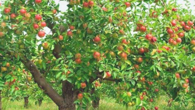 Photo of الأغواط تعيد بعث شعبة الأشجار المثمرة بتوسيع الاستثمار وتحديث تقنيات الإنتاج